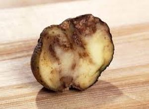 uploads/images/disease/Blight  of potato_result.jpg